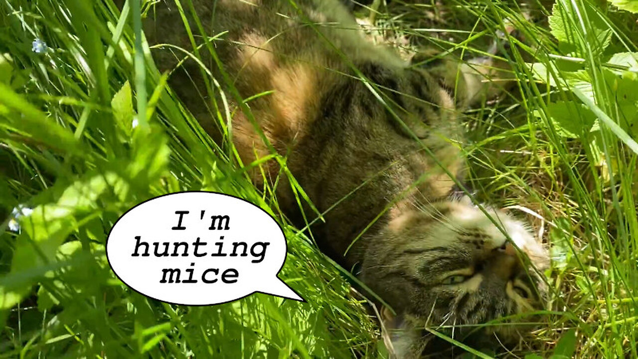 Jade Cat Taking a Nap in The Grass