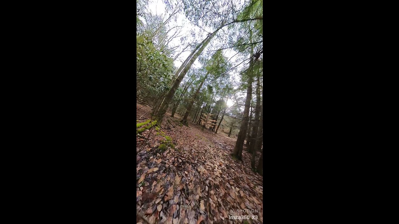 Walk through the backwoods of PA