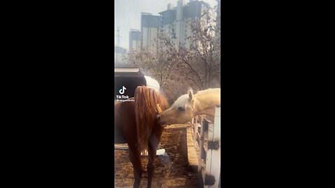 Horses in love