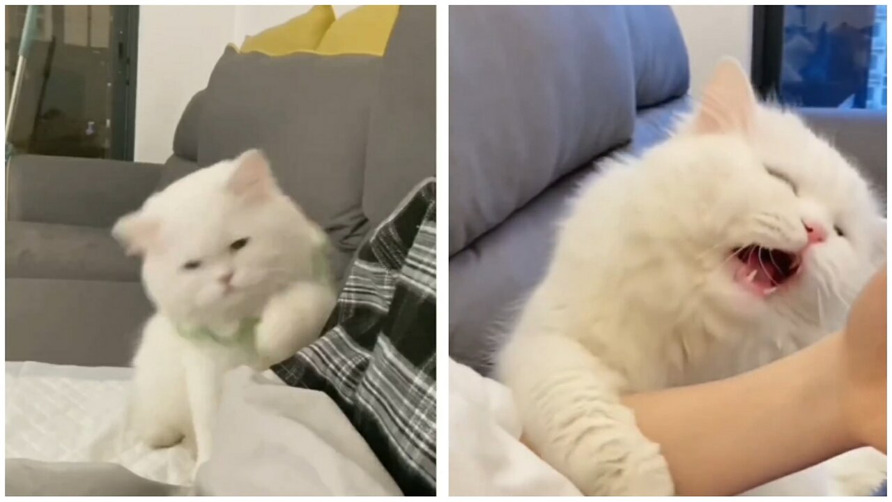 Adorable Cat Demands Attention in the Most Amazing Ways