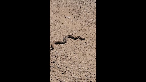 Western Diamondback Rattlesnake
