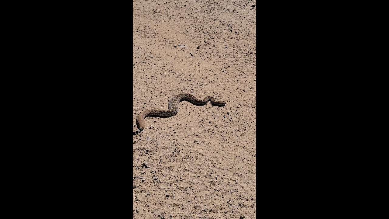 Western Diamondback Rattlesnake