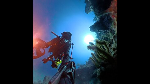 Morey Eel Steals Fish from Diver