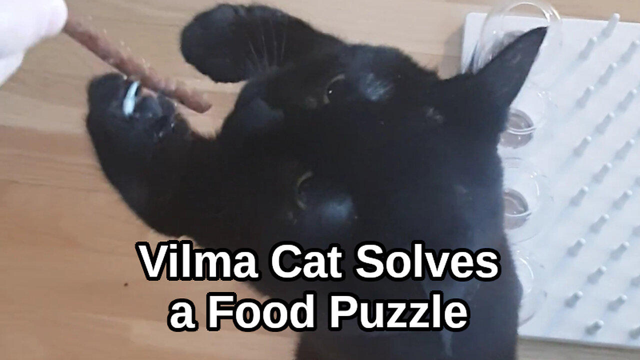 Vilma Cat Solves a Food Puzzle