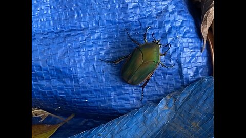 Green June Beetle when you have bees, you get the whole shebang.