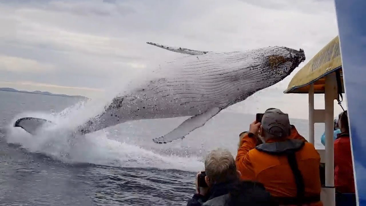 Shark Insane moments at sea - The sea can be a SCARY place!