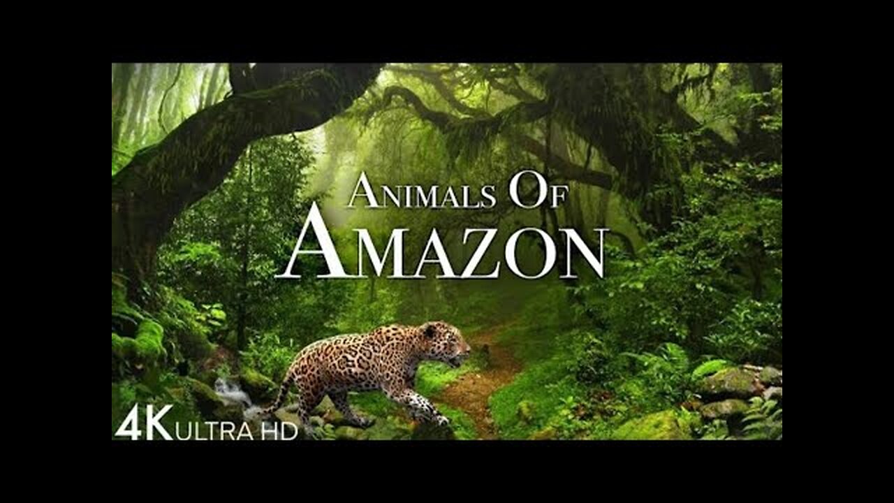 Animals of Amazon 4K - Animals That Call The Jungle Home