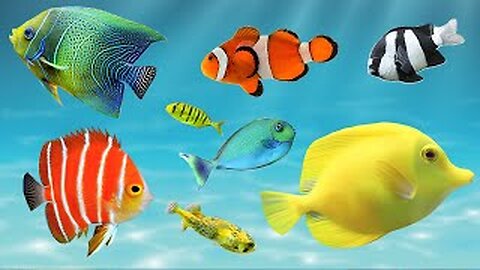 Colorful Ocean Fish, Aquarium Fish, Sound of Aquatic Animals