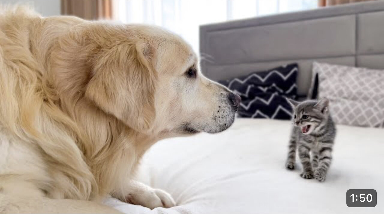 Cute dog meet with little cat