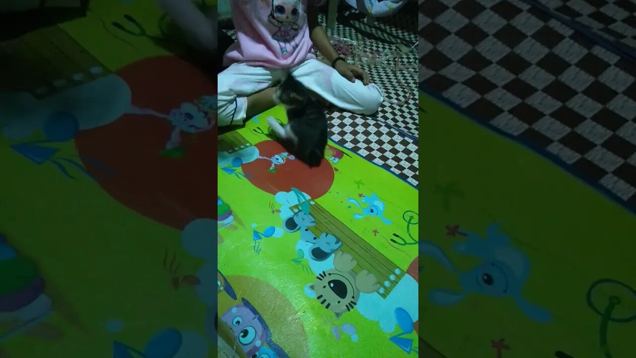 Melatih Si Meong