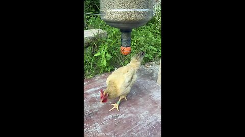 well trained chicken