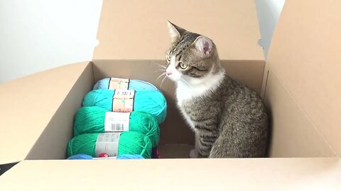 This Curious Cat Has to Stick His Nose Everywhere