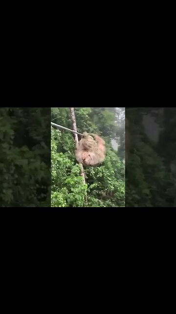 Zipliners stopped by sloth #shorts