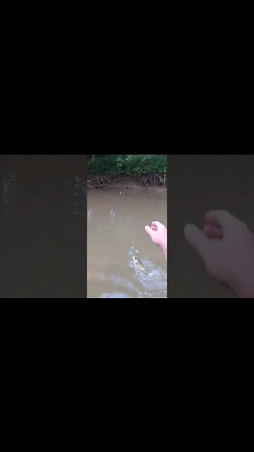 I catch a creek TANK on the Cast Cray SquareBilly!