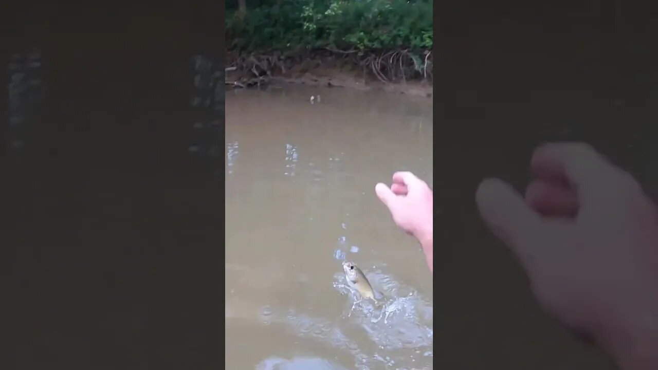 I catch a creek TANK on the Cast Cray SquareBilly!