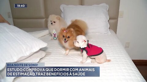 Boa Noite de Sono: Estudo Comprova que Dormir com Animais de Estimação traz Benefícios à Saúde.