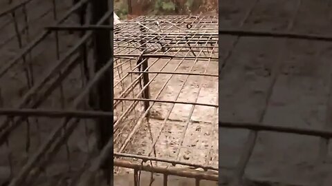 Releasing A Buck From A Hog Trap