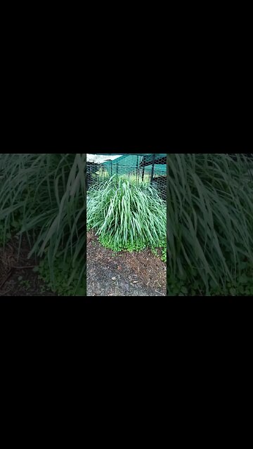 Lemon grass is growing well with all the rain
