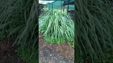 Lemon grass is growing well with all the rain