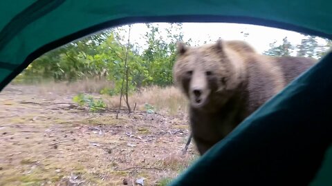 Camper Attacked by Grizzy Bear In Tent