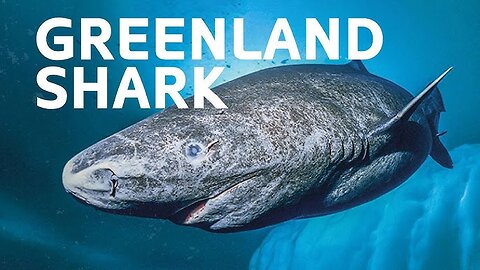 Researchers Unlock the Secret to the 400-Year Lifespan of the Greenland Shark