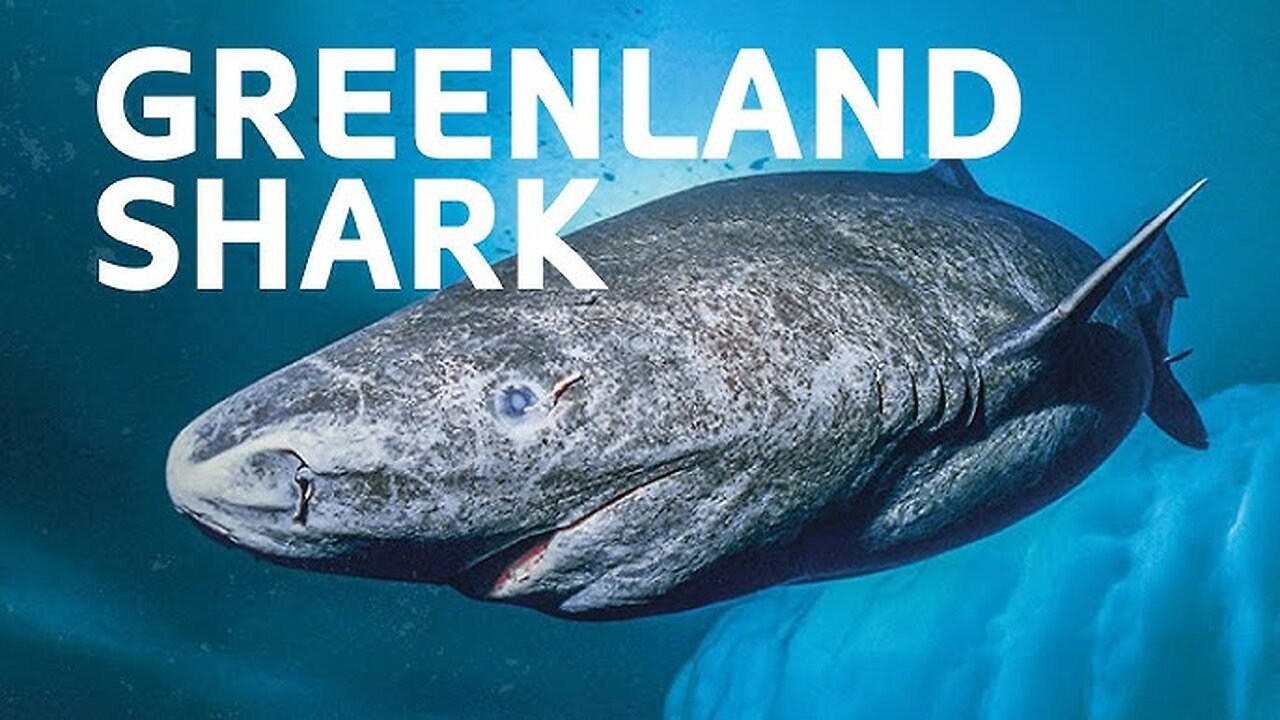 Researchers Unlock the Secret to the 400-Year Lifespan of the Greenland Shark