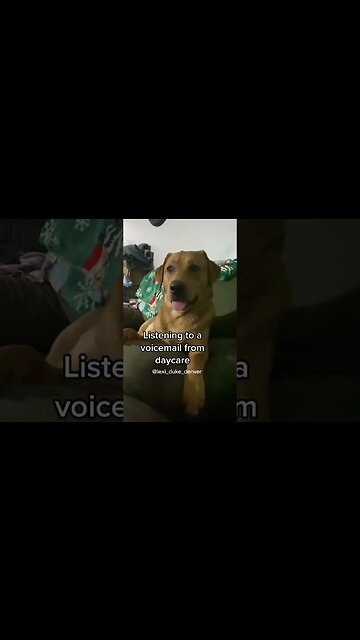 Dog reaction listening to a voicemail from daycare 🤣😍 #dog