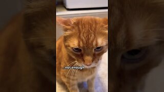 conspicuous Request 🤣😂🤣 #shorts #funny #cat #2023