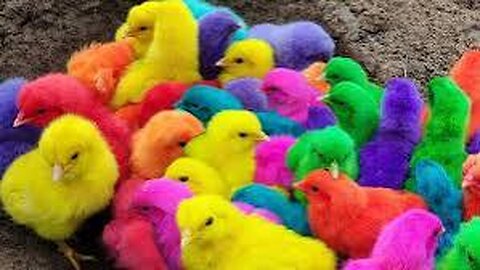 World Cute Chickens, Colorful Chickens, Rainbows Chickens, Cute Ducks, Cat, Rabbits,Cute Animals🐤🐣🦆🐟