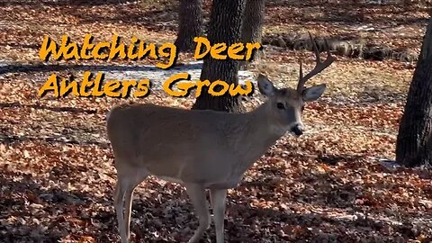 Crazy Buck fight! February 10th