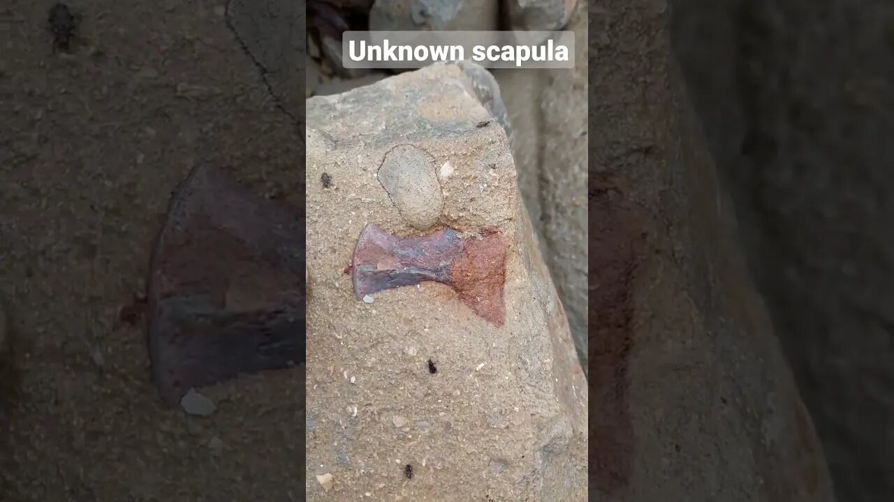 A mystery scapula I found yesterday #fossil #unknown #science