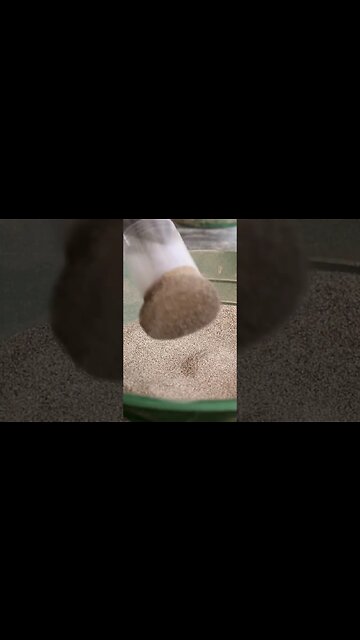 Backyard Prospecting - Blue Moon Paydirt