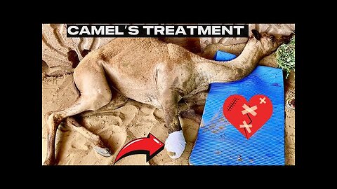 Camel Leg Cut Incident Update | Camel Receives New Legs in Karachi