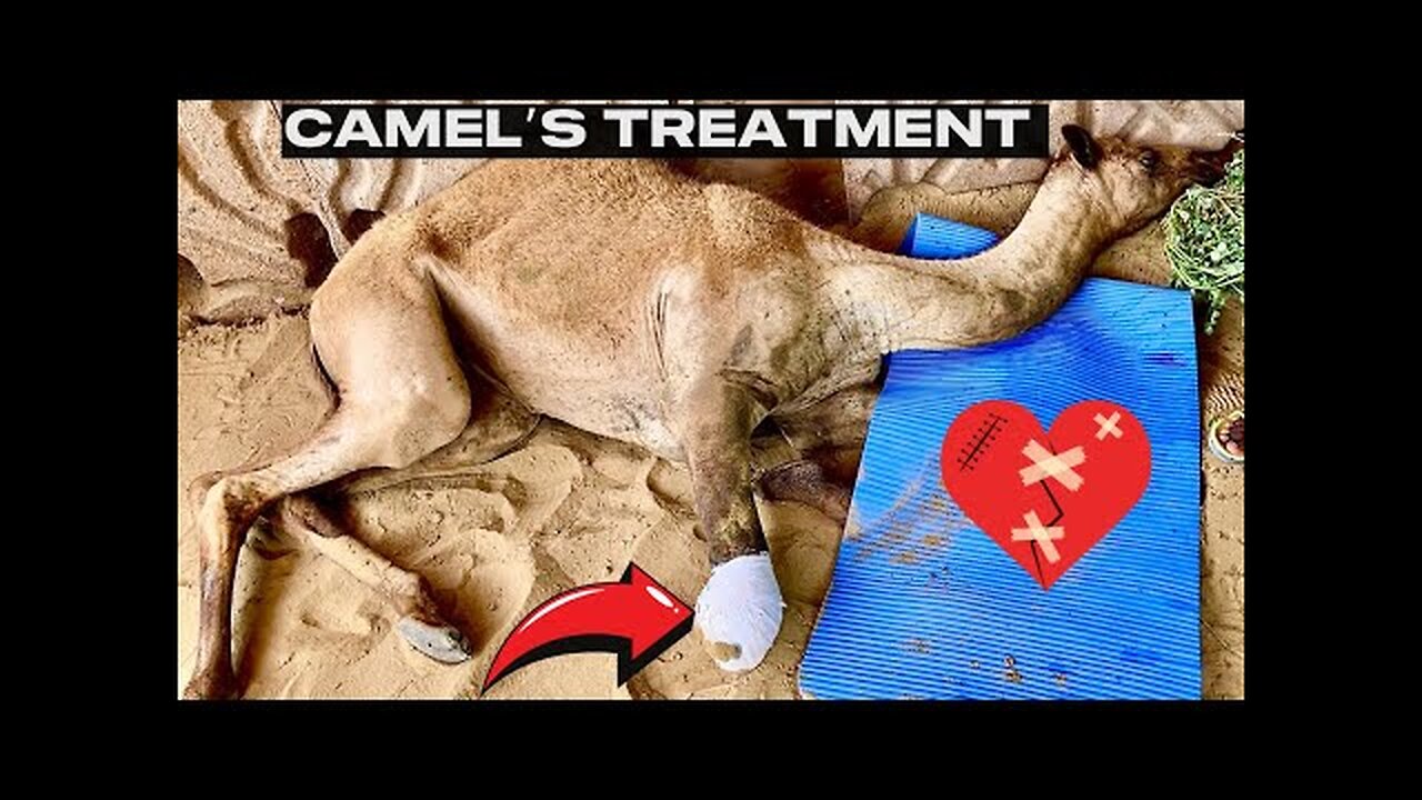 Camel Leg Cut Incident Update | Camel Receives New Legs in Karachi