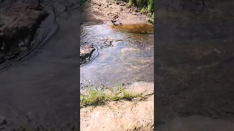 Birds bathing in river #birds #bathing #river