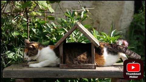 Funny Cats video; Try not to Laugh