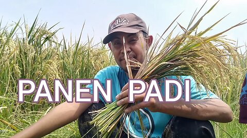 MOTONG PADI LAGI