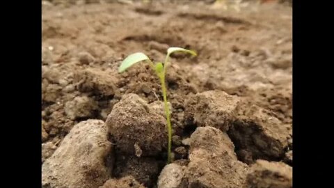 SOWER AND THE SEED