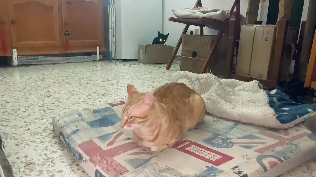 The Black Kitty Chewing The Box Is Actually A Ghost 👻
