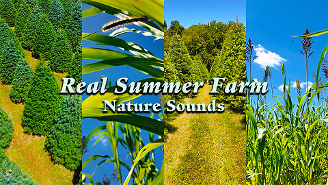 Summer Farm Ambience | Pure Nature Sounds, No Music | Peaceful Rural Landscape Background