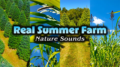 Summer Farm Ambience | Pure Nature Sounds, No Music | Peaceful Rural Landscape Background