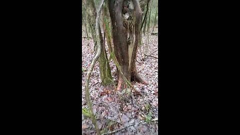 DraGoN TrEE!