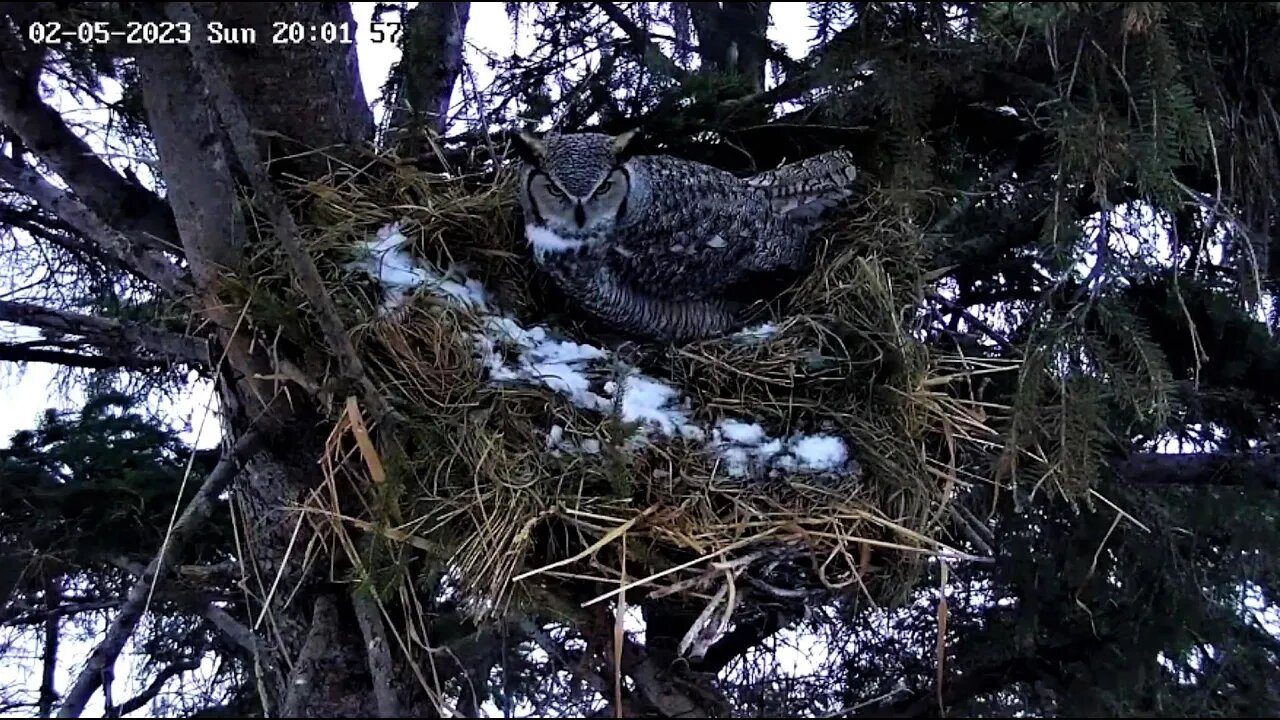 Albert Calls to His Mate 🦉 02/05/23 19:51