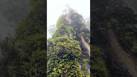 relaxing rain sounds for sleeping #shorts