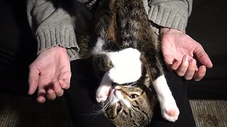 Funny Purring Cat Sits Like a Contortionist