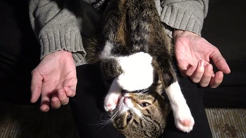 Funny Purring Cat Sits Like a Contortionist