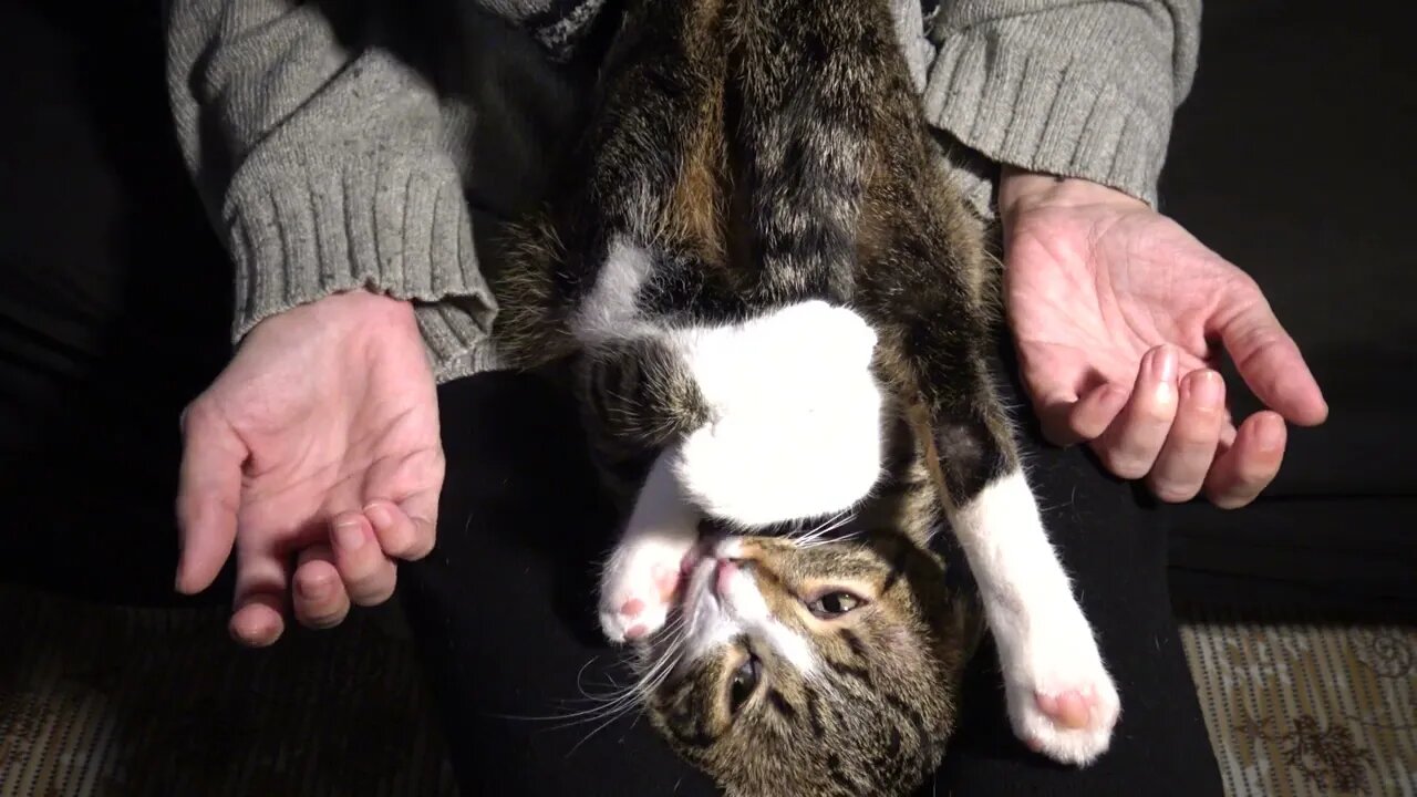 Funny Purring Cat Sits Like a Contortionist