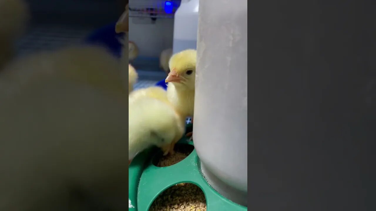 Chicks in the brooder! #chicken #chickendance #shorts