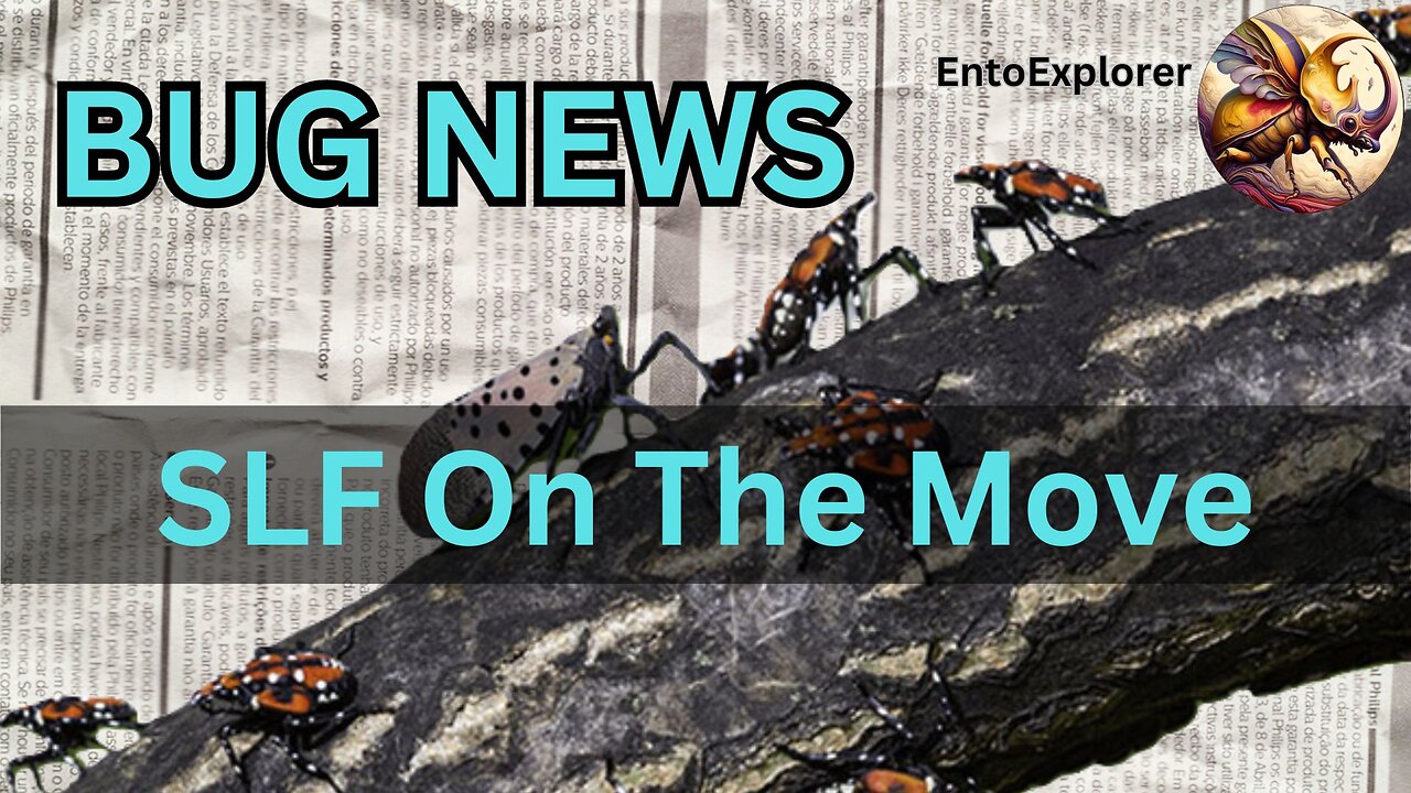 Bug News - New Spotted Lanternfly Infestations