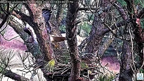 Angel's Mate Returns For a Quick Visit 🌲 02/10/23 03:06